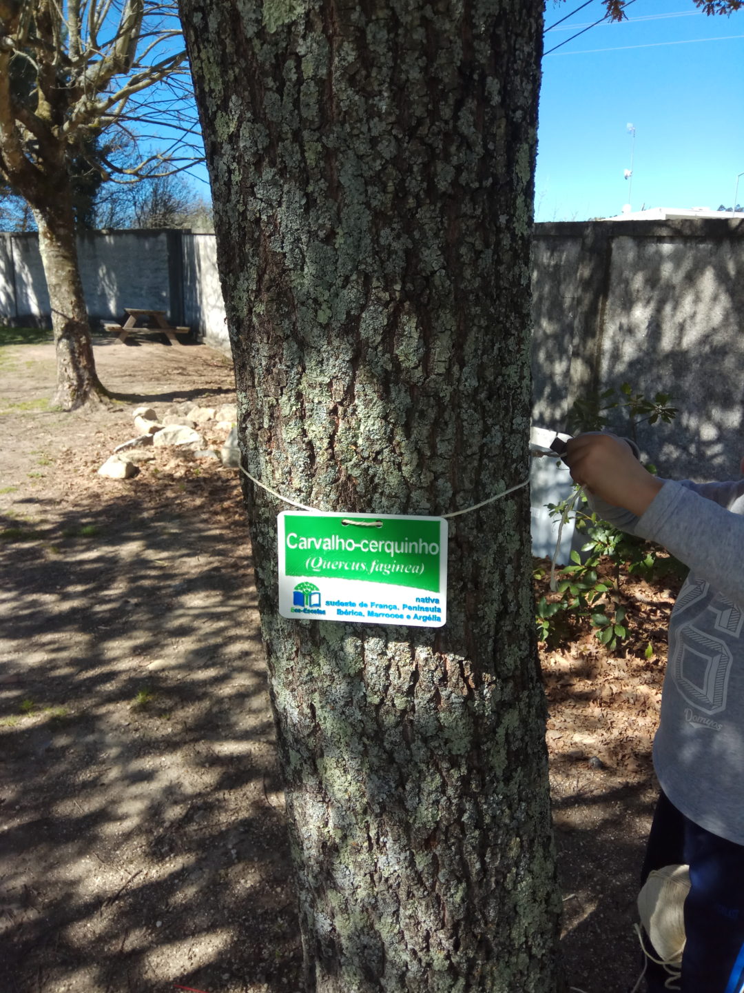 Plantação de árvores