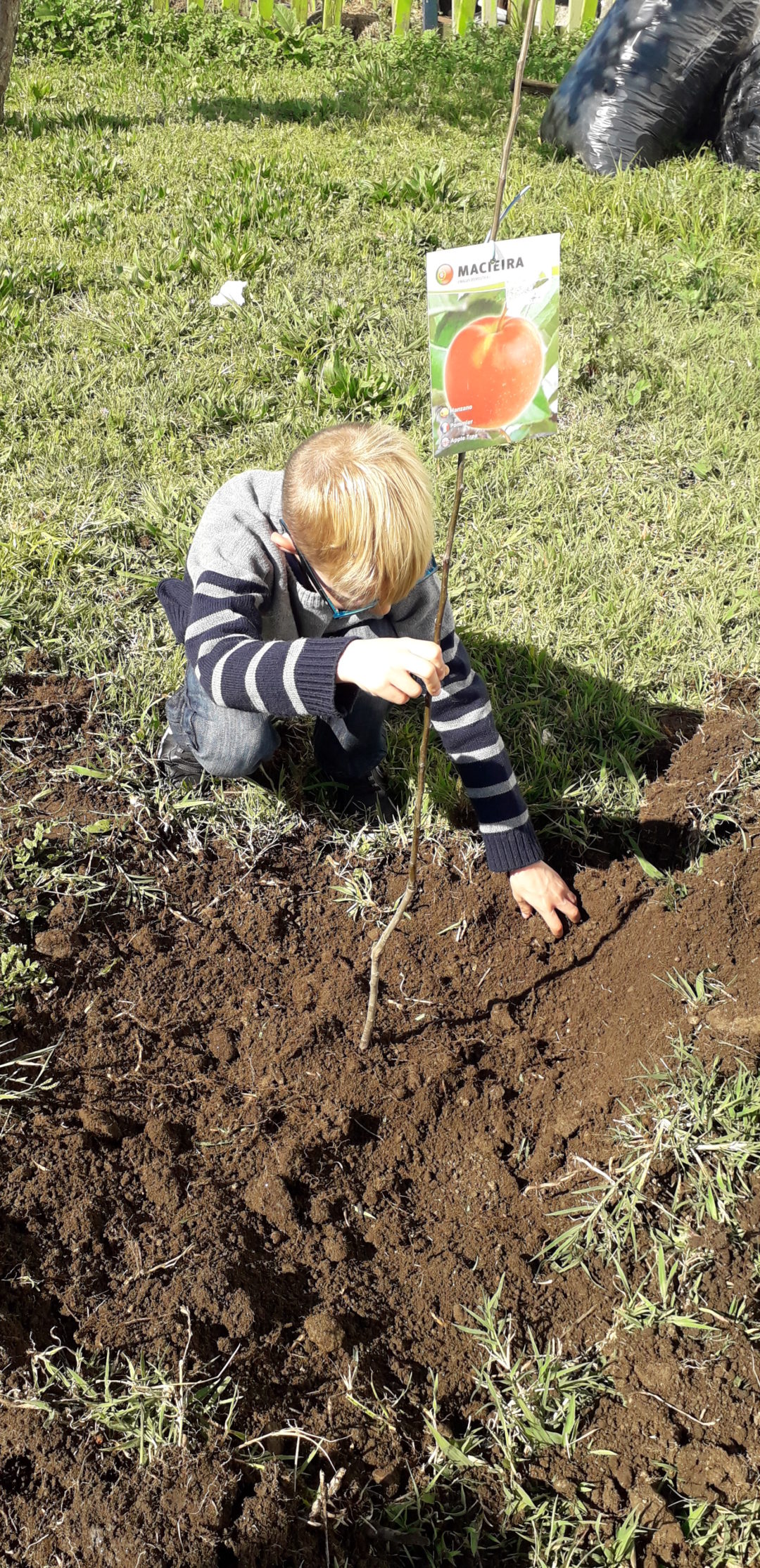 Dia Mundial da Árvore
