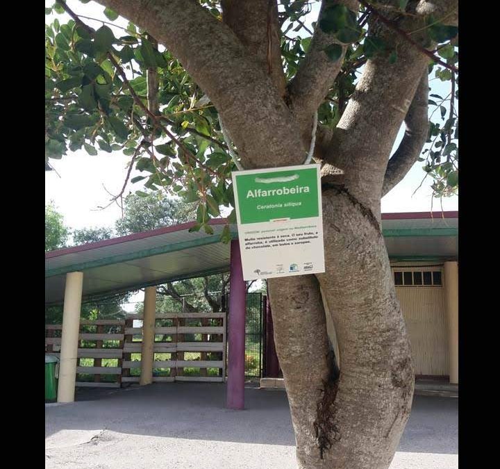 AS ÁRVORES DO PÁTIO DA NOSSA ESCOLA