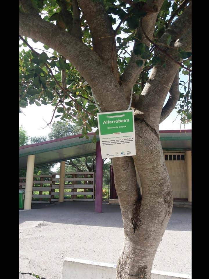 AS ÁRVORES DO PÁTIO DA NOSSA ESCOLA