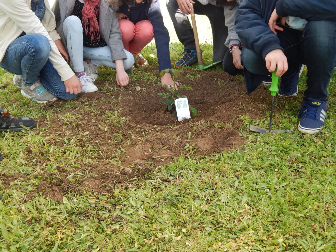Comemoração do Dia Mundial da Árvore