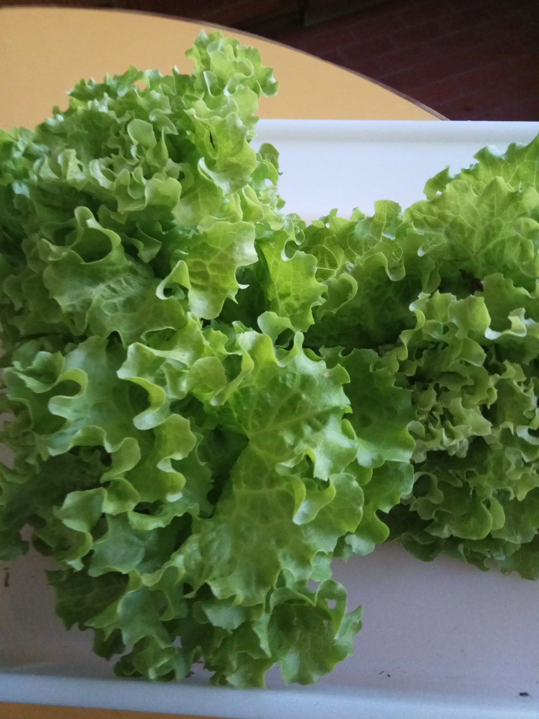 Recolhas da Horta BioTrigal