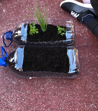 Comemoração do Dia Mundial da Árvore