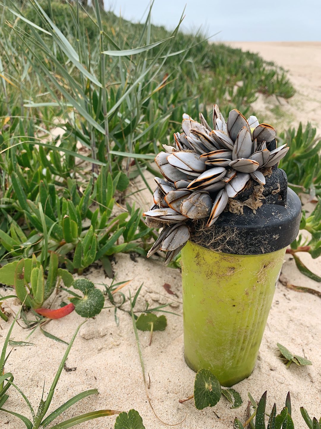 Em defesa da biodiversidade marinha