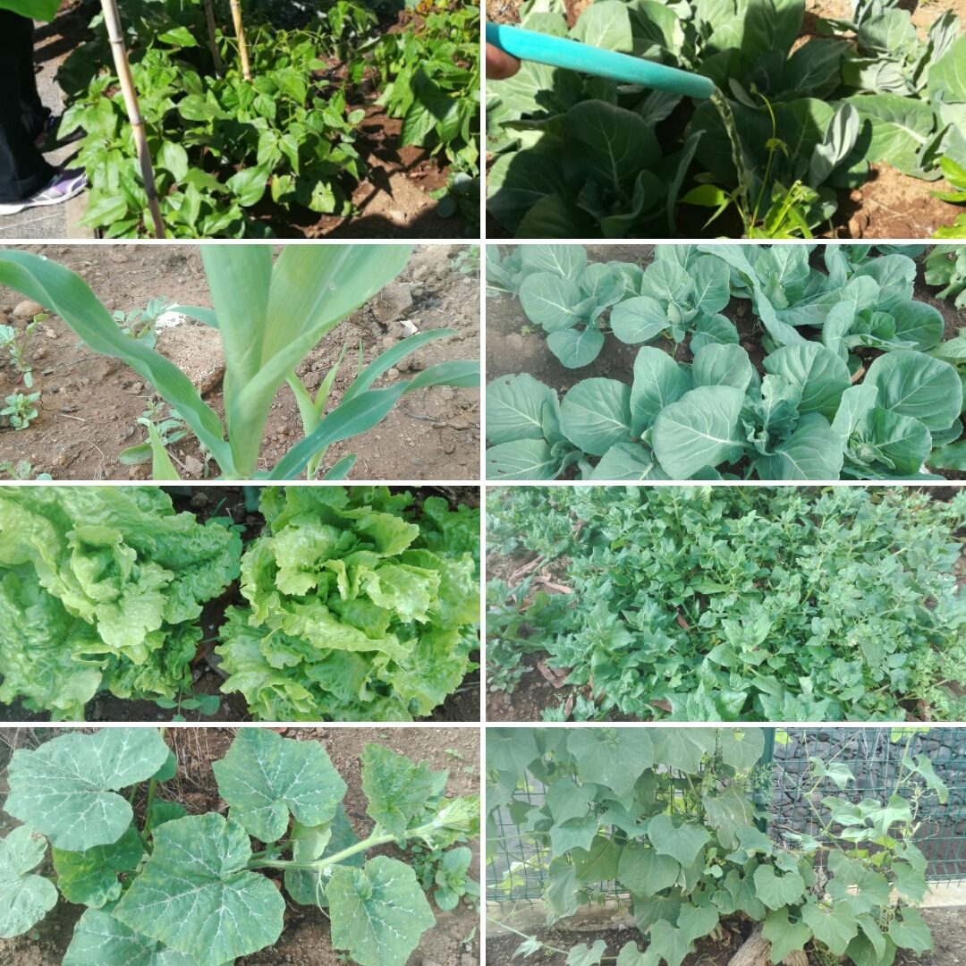 Global Action Days (22 de abril)