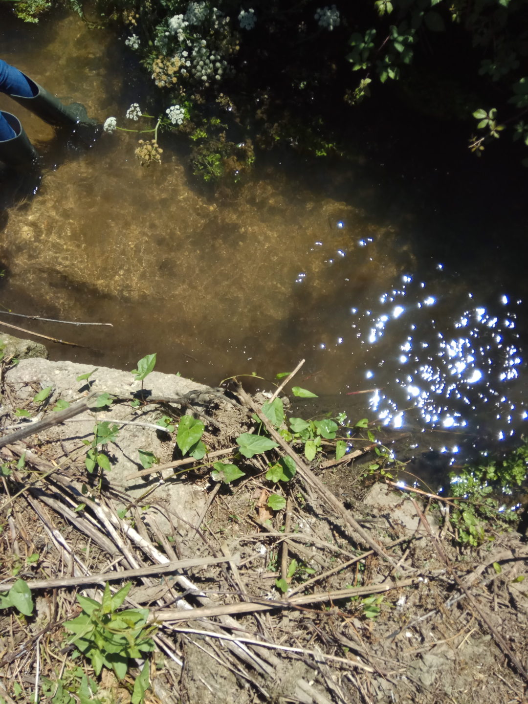 Visita primaveril à ribeira ribeira de São Martinho