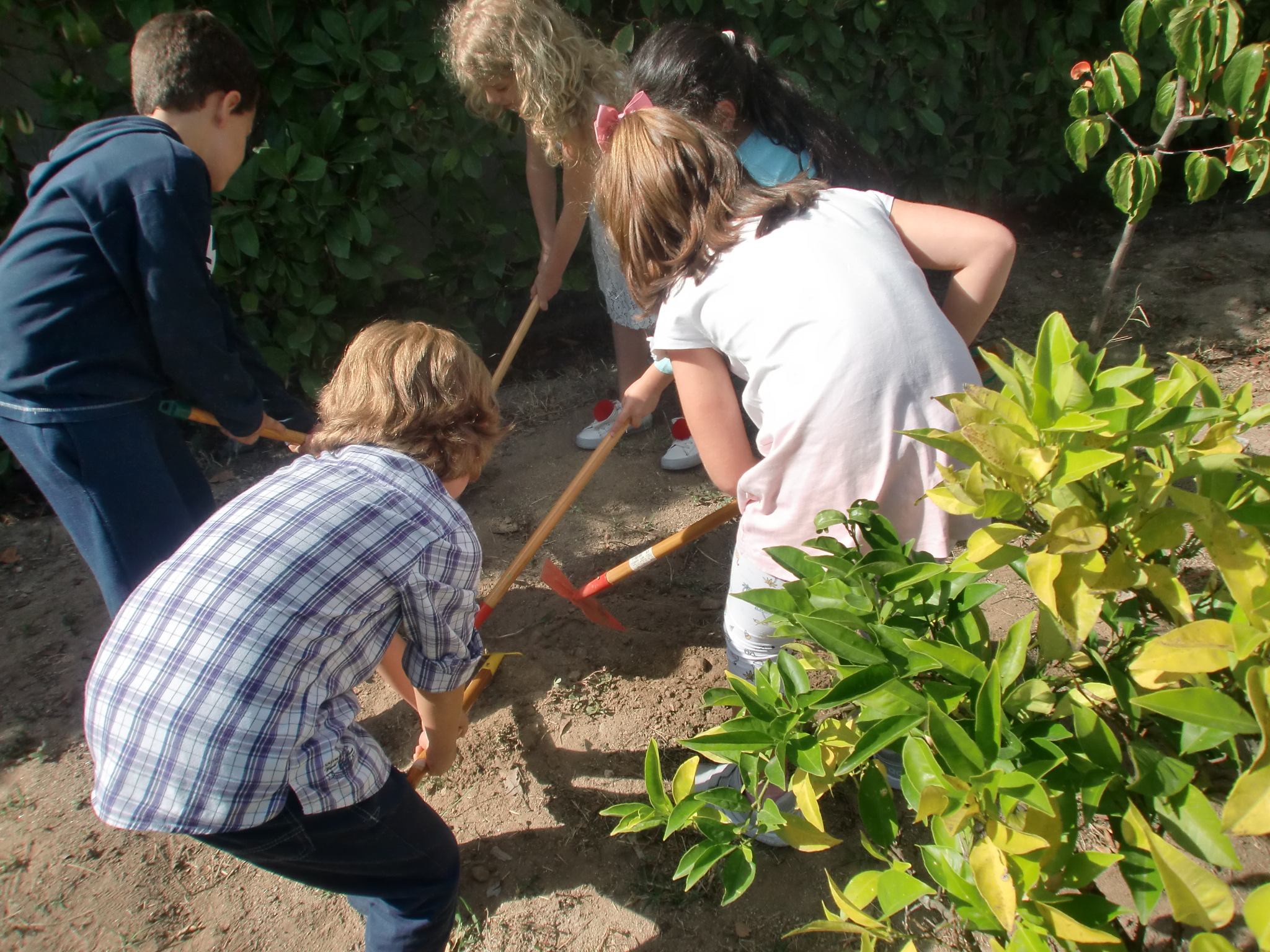 horta trabalhos na horta