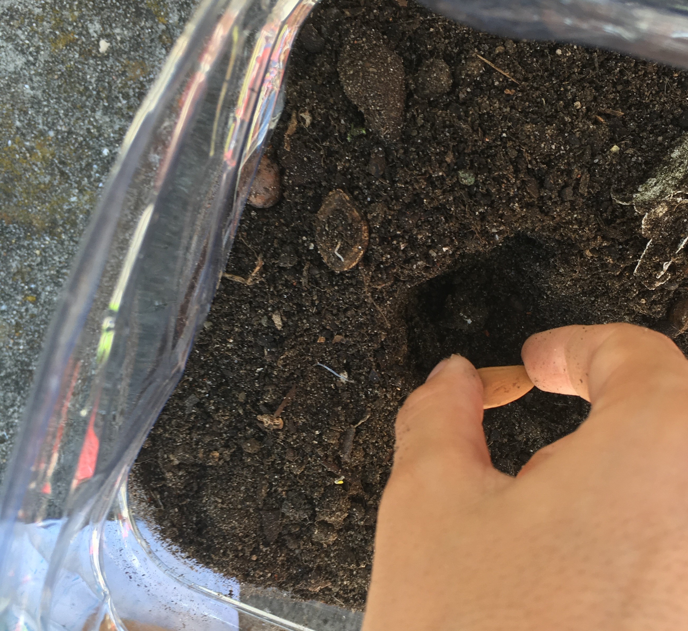 sementeira de pinheiros