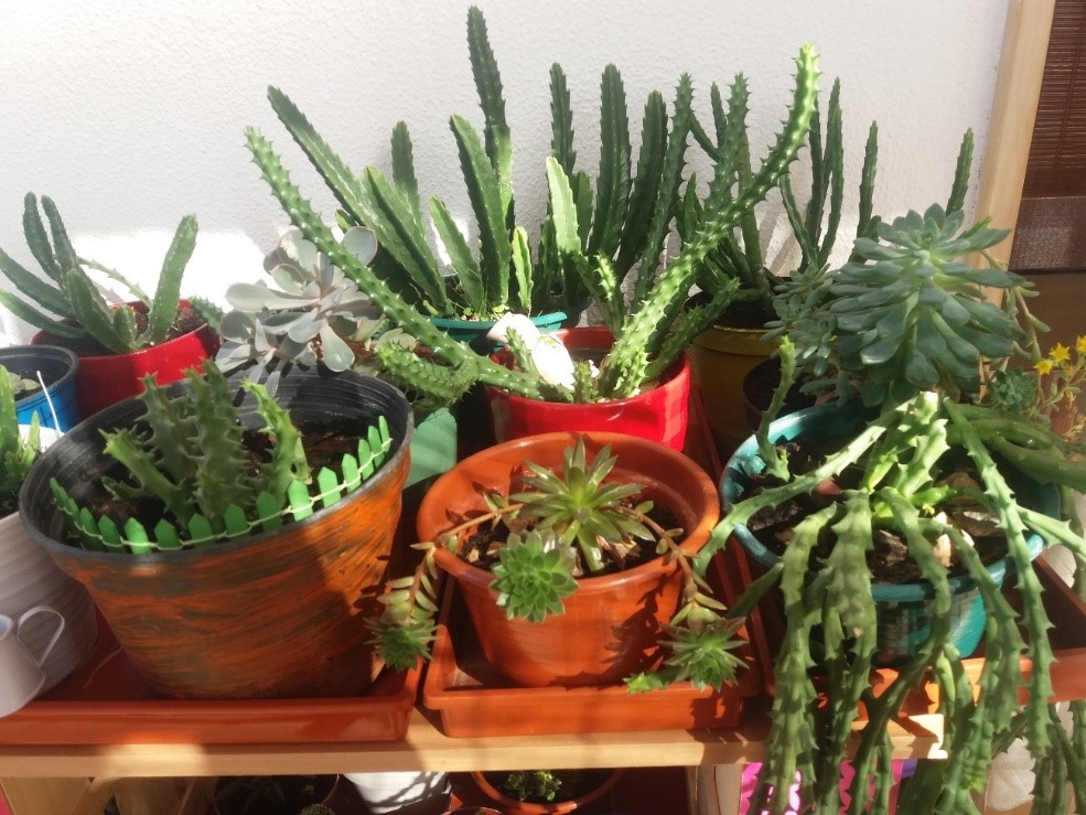 suculentas