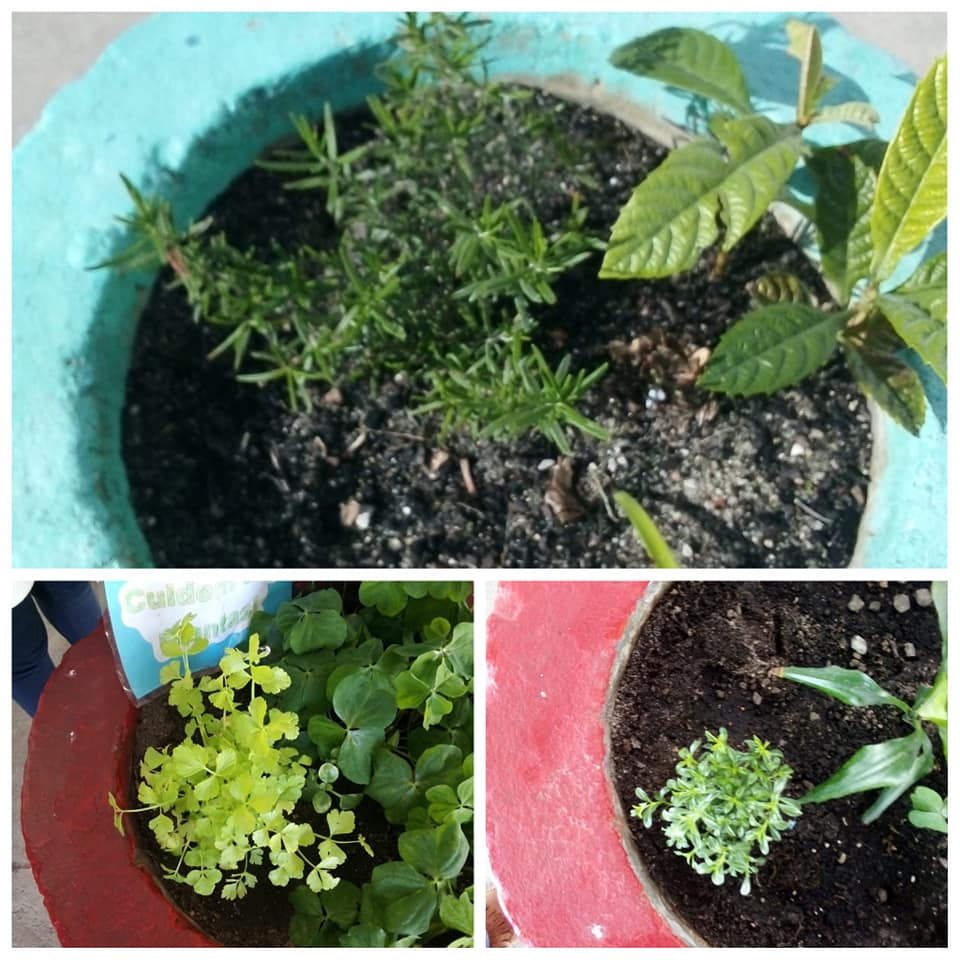 Embelezar o exterior da escola com o cheirinho de ervas aromáticas.