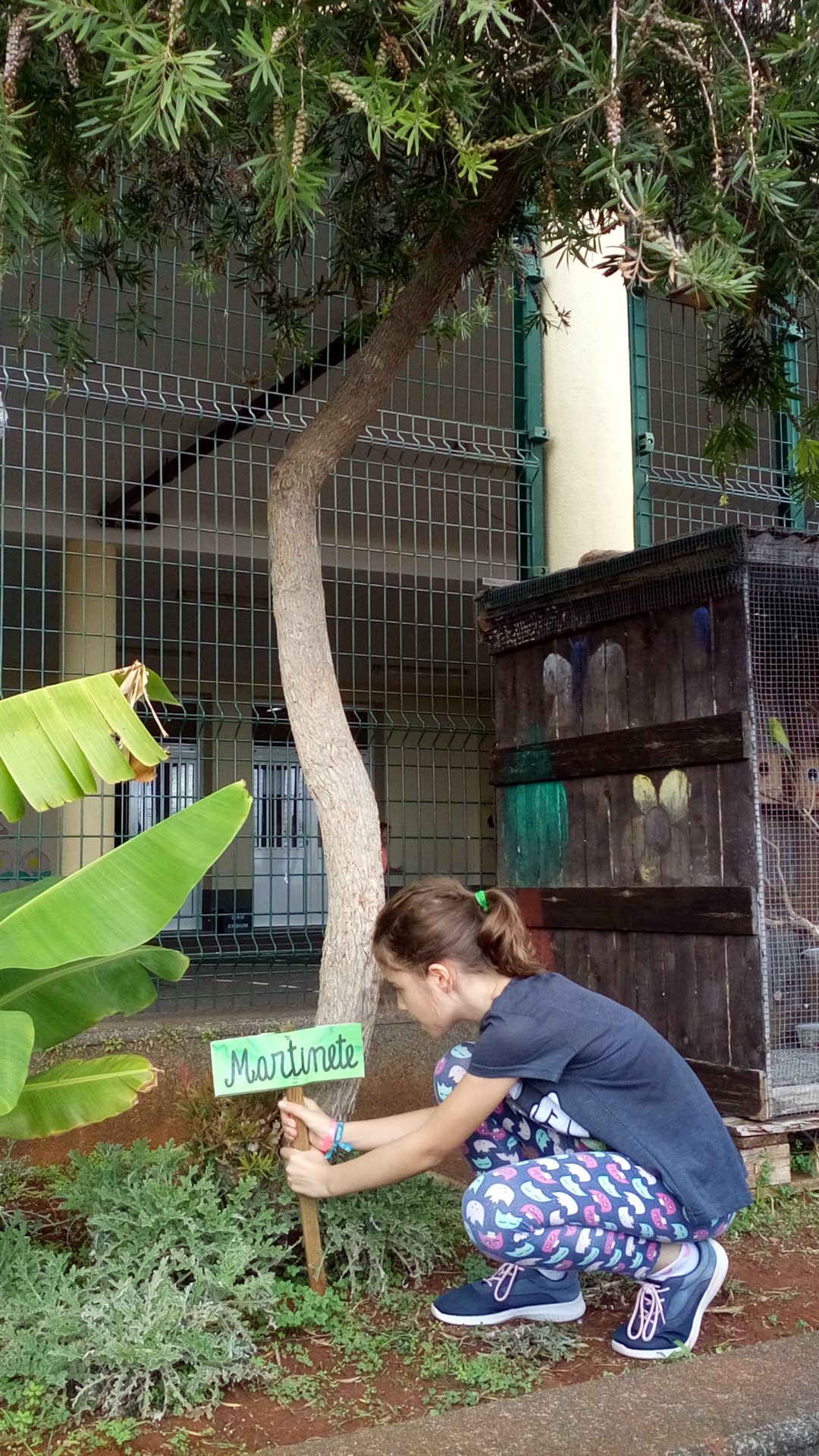 As Árvores da Escola da Assomada