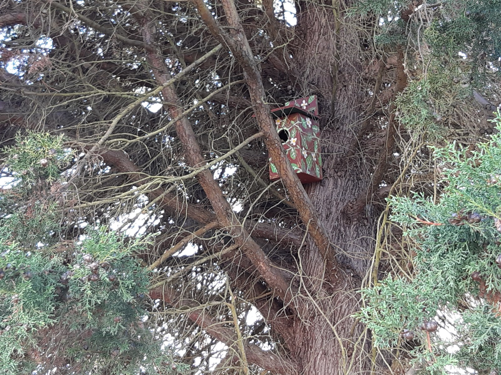 Colocação de ninhos