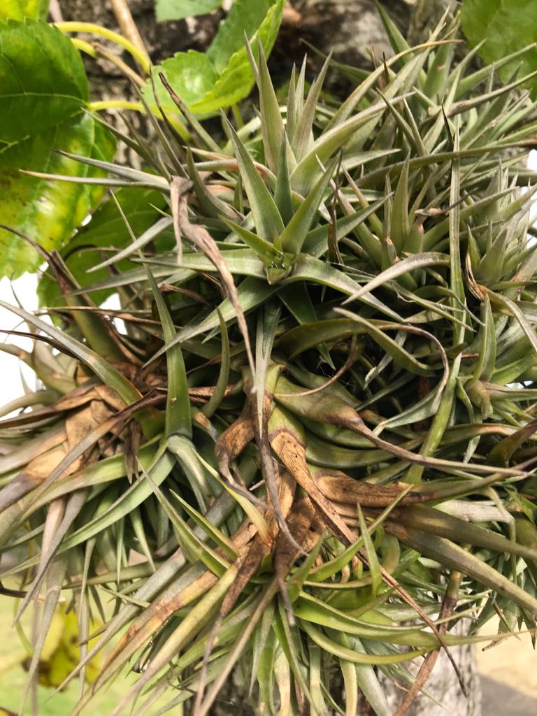 76898653_443553416343694_6560578216975663104_n espécie existente na EB de Barreiros