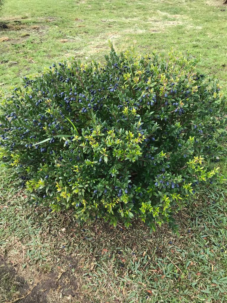 77400126_976188546078922_6244853762297430016_n