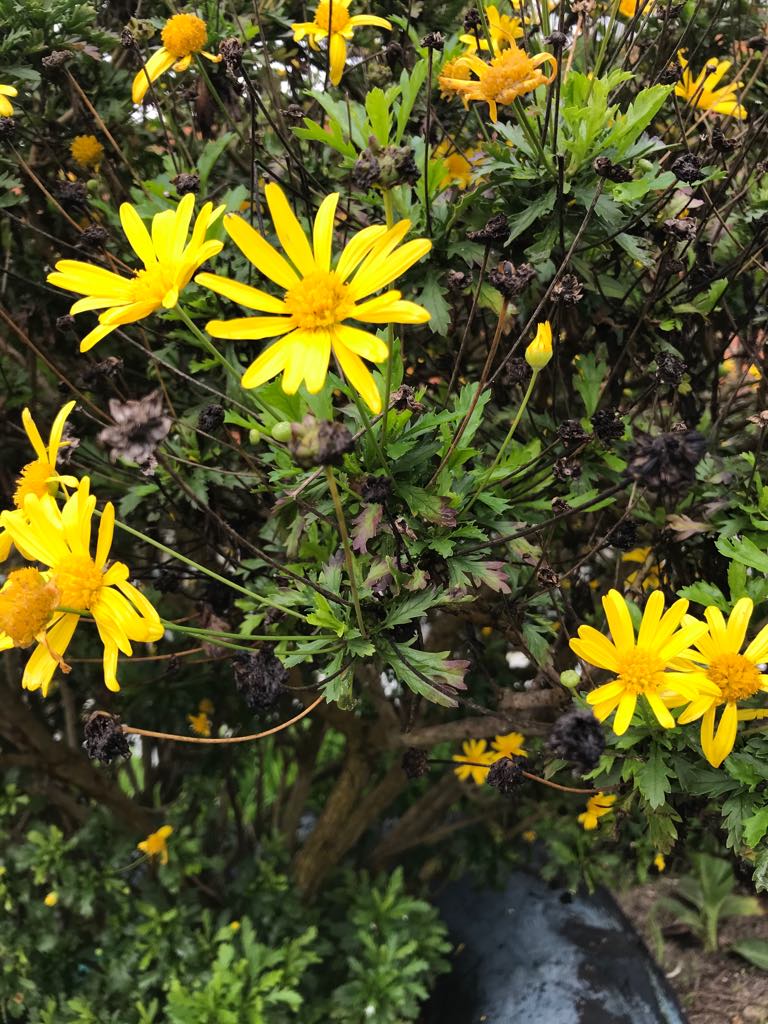 78076419_794879594287251_8588851401247948800_n