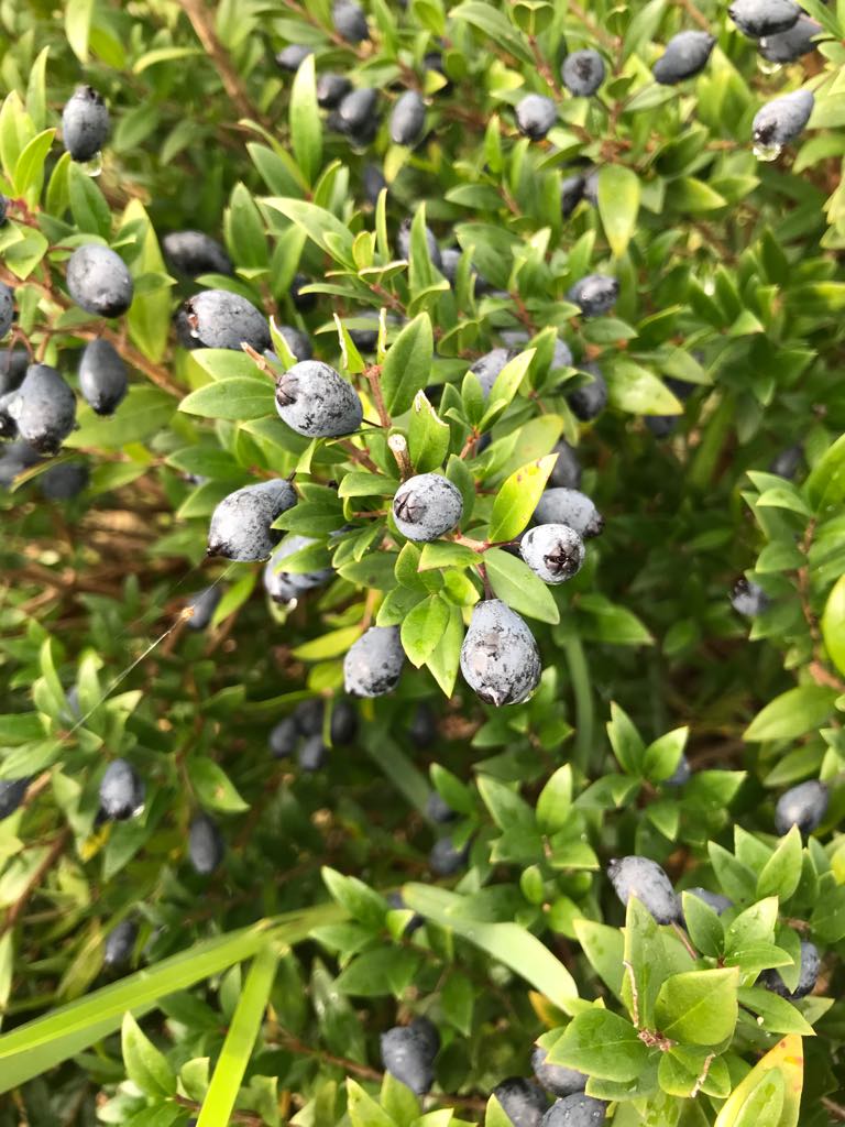 78338360_427628221267712_3715093333186445312_n