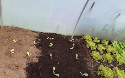 Plantação de coração intervalado com alfaces