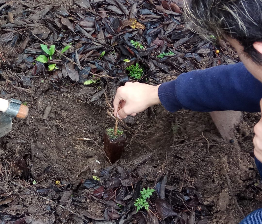 #globalactiondays / #FEEGAD / #GADPORTUGAL – Plantação de árvores