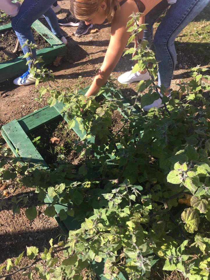 A Escola faz pelo Clima   #fazpeloclima #ecoescolasfazpeloclima #ecoschools #globalactiondays