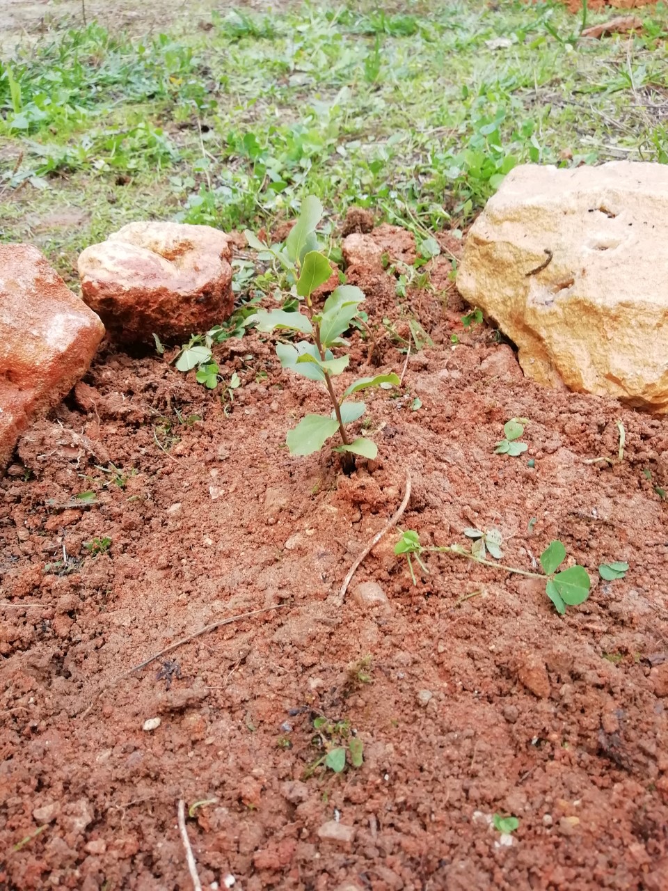 Dia da Floresta Autóctone