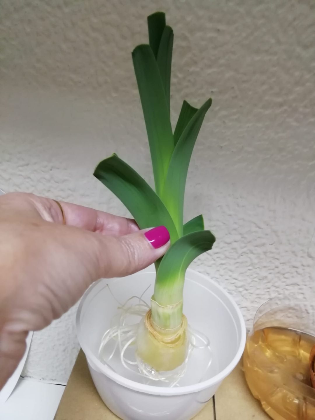 Plantação de um alho francês