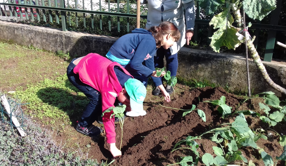 Horta Biológica na Escola Básica José Malhoa