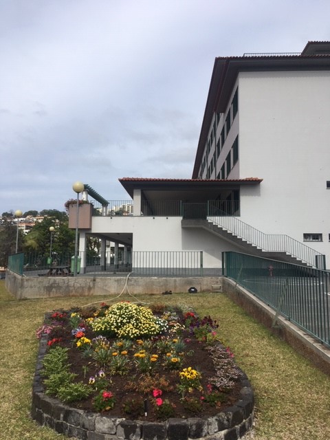 Os Girassóis para as abelhas