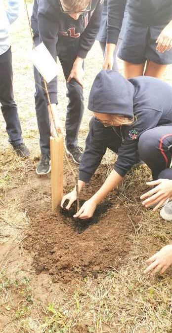 Plantação de floresta autóctone