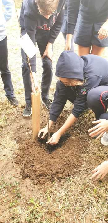 Plantação de floresta autóctone