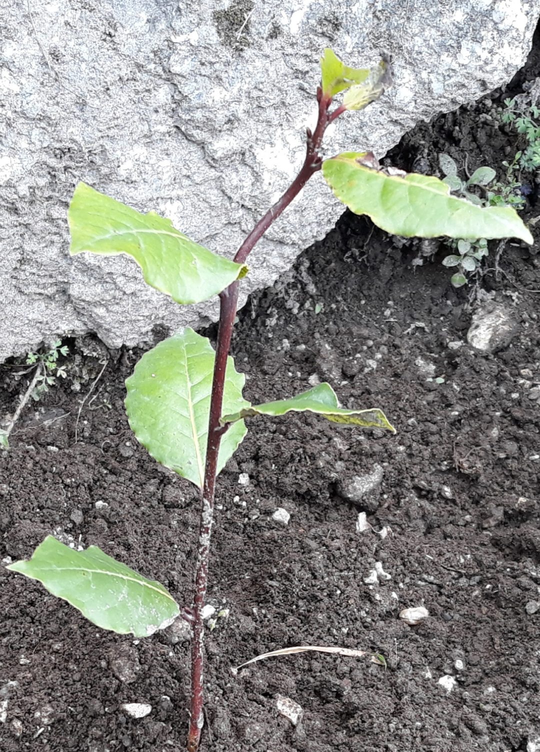 Dia Mundial da Terra 2020_Pelo Bem do Planeta_Escola Básica da Gandarela
