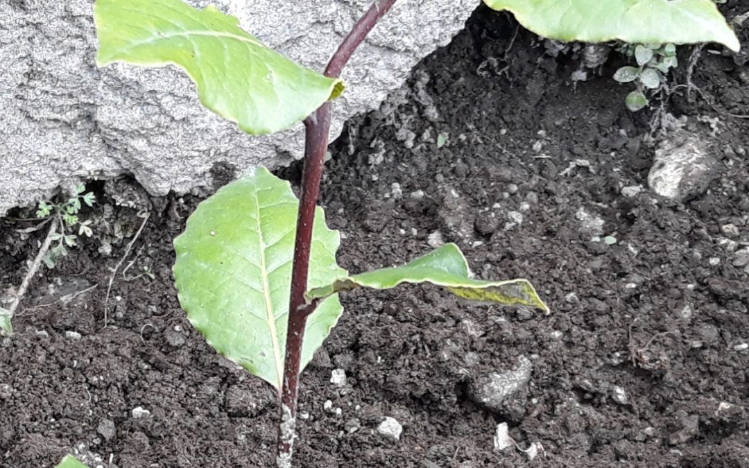 Dia Mundial da Terra 2020_Pelo Bem do Planeta_Escola Básica da Gandarela