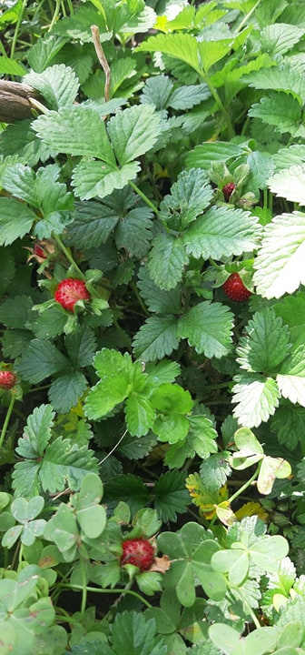 A Generosidade da Terra – Dia da Terra