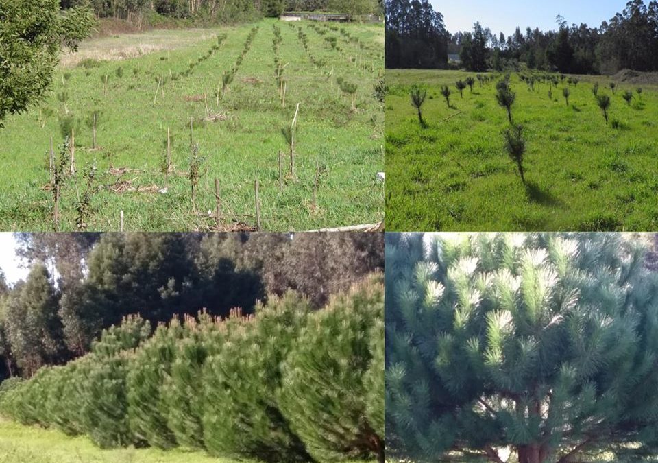 Uma Semente, um Pinheirinho, Uma Árvore para a Vida – Dia da Terra