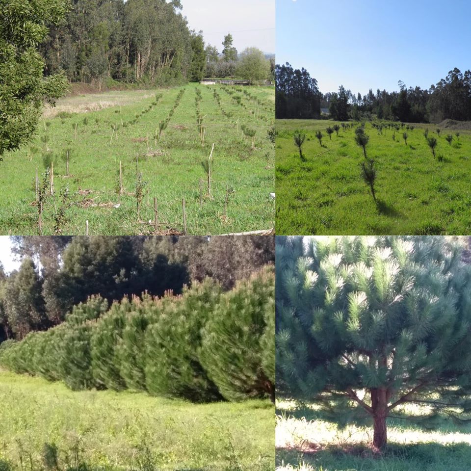 Uma Semente, um Pinheirinho, Uma Árvore para a Vida – Dia da Terra