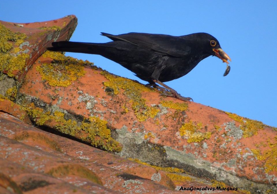 As Aves em Pardilhó – Dia da Terra
