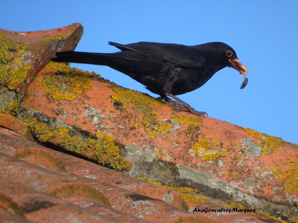 As Aves em Pardilhó – Dia da Terra