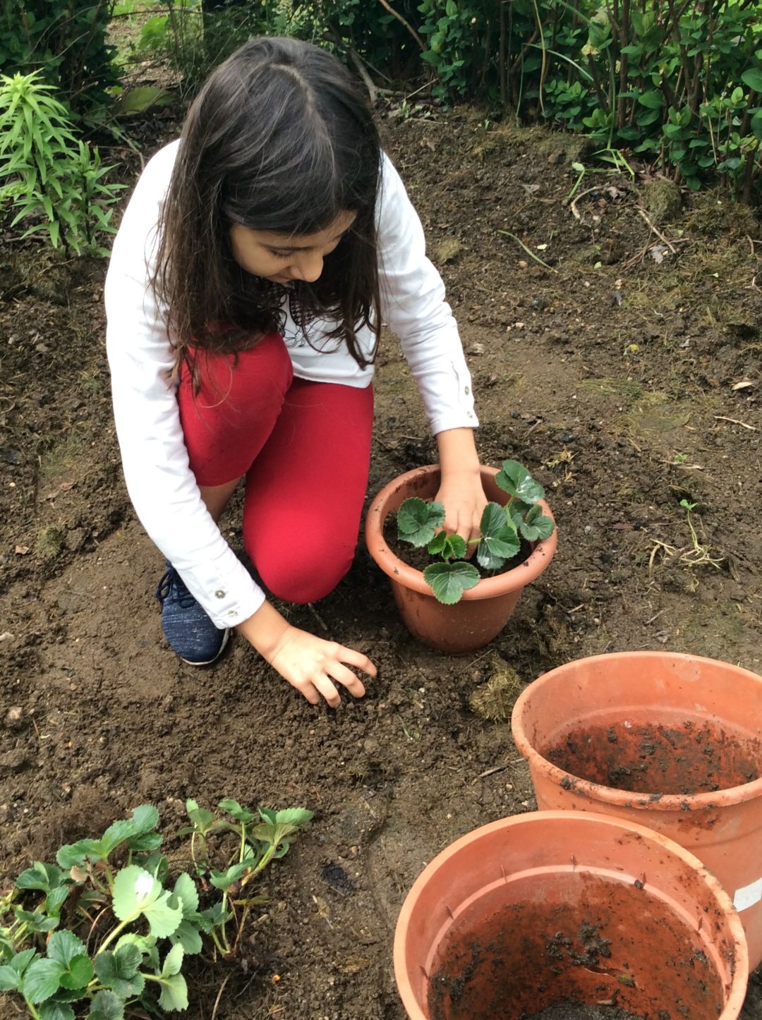 #FicarEmCasa Desafio “HortasBio”