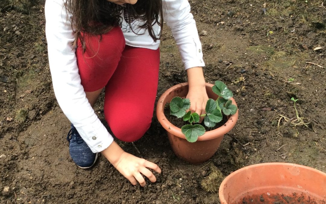 #FicarEmCasa Desafio “HortasBio”