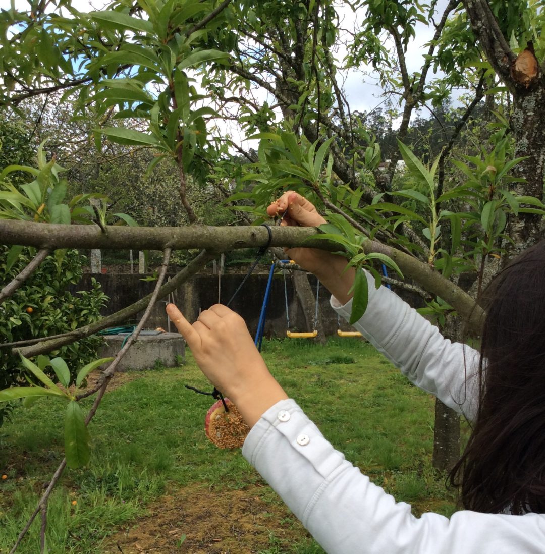 #FicarEmCasa Desafio “Aves à janela”