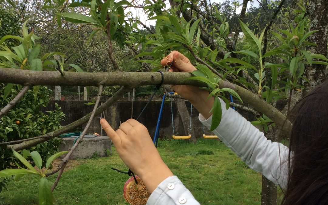#FicarEmCasa Desafio “Aves à janela”