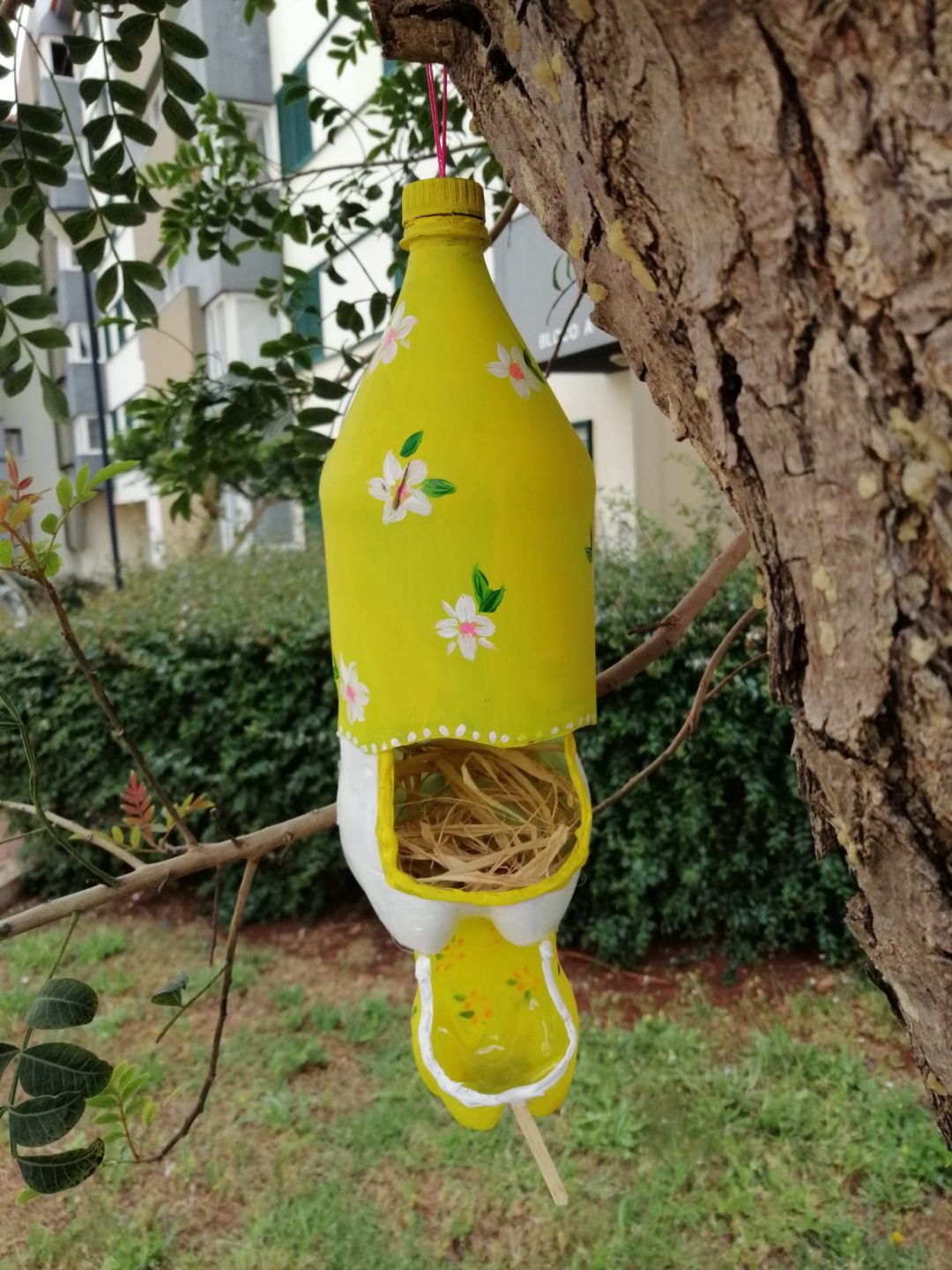 Biodiversidade em tempo de quarentena!