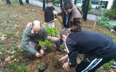Plantação de um dos medroneheiros
