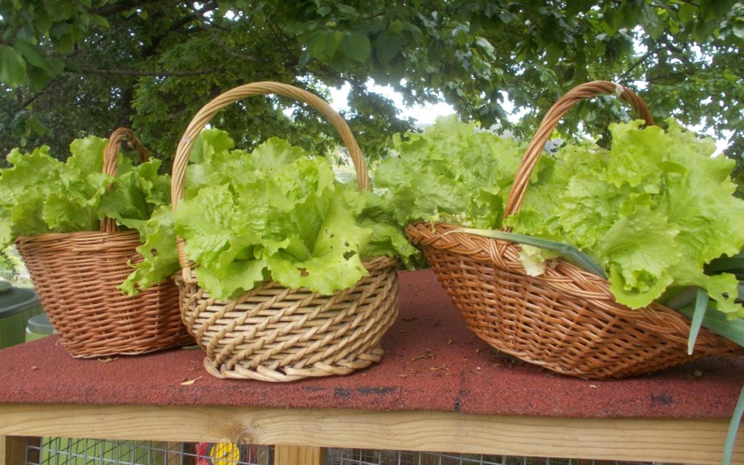 Renovar a horta no Dia da Terra