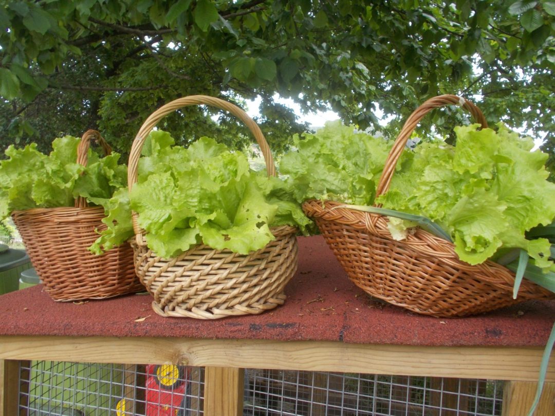 Renovar a horta no Dia da Terra
