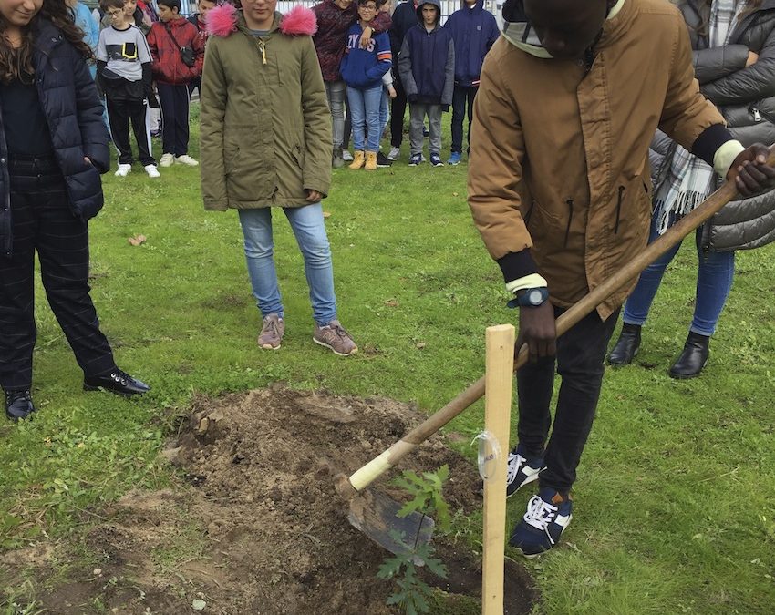 Árvores para o Futuro