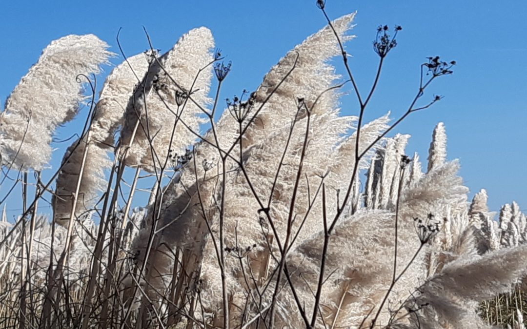 “Alerta Invasoras”