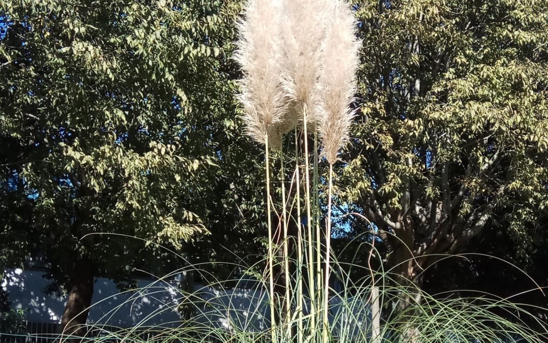 #alertainvasoras2020