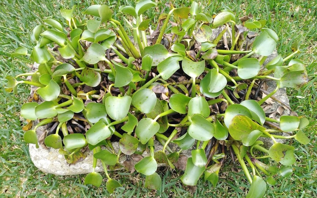 Semana Nacional sobre Espécies – #Alertainvasoras2020