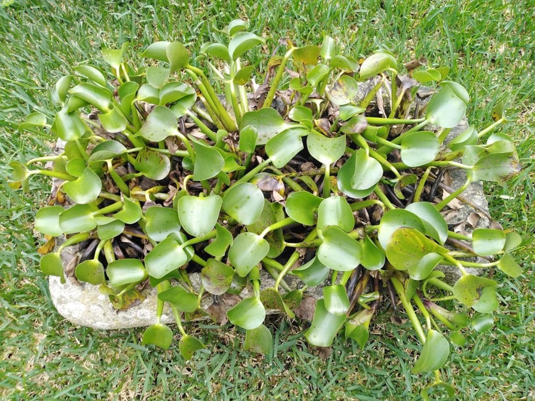 Semana Nacional sobre Espécies – #Alertainvasoras2020