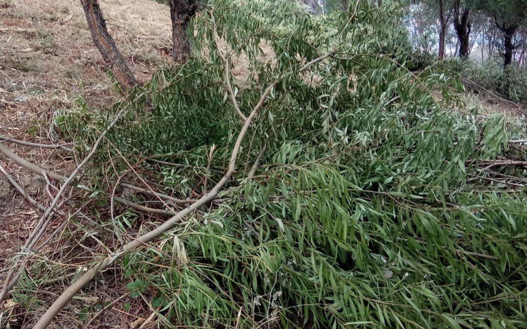 Ação “Controle de Invasoras”